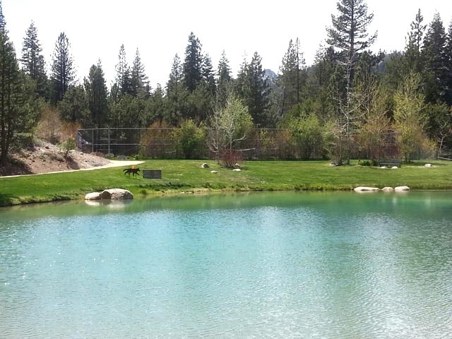 A serene pond with clear water, surrounded by greenery and trees. A dog stands on the grass near the pond.