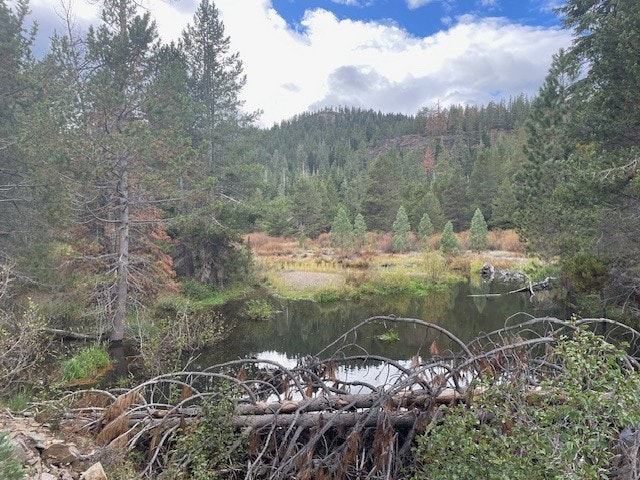 A serene forest scene with a pond, surrounded by trees and under a partly cloudy sky.