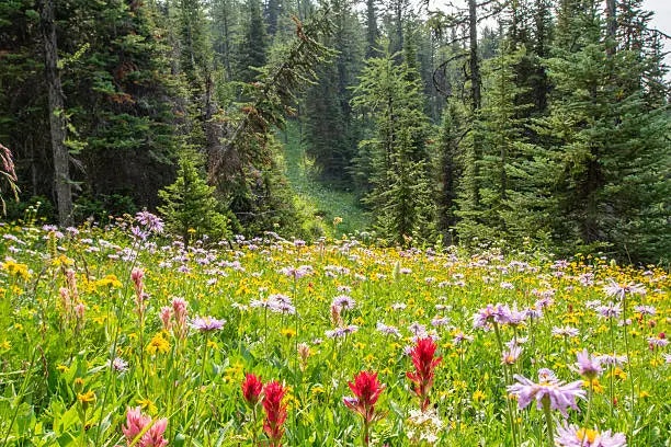 A vibrant meadow filled with colorful wildflowers, surrounded by lush green trees in a serene forest setting.