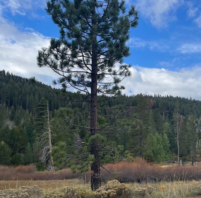 A tall pine tree stands in a grassy meadow with a backdrop of forested hills and a partly cloudy sky.