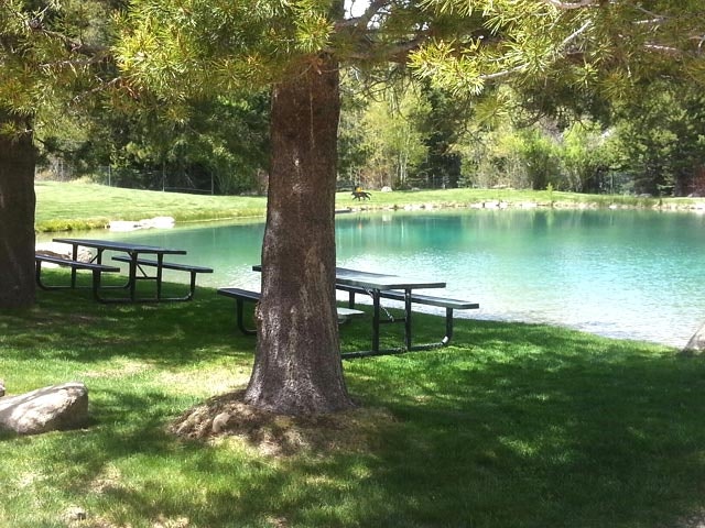 Picnic tables under trees beside a tranquil pond.
