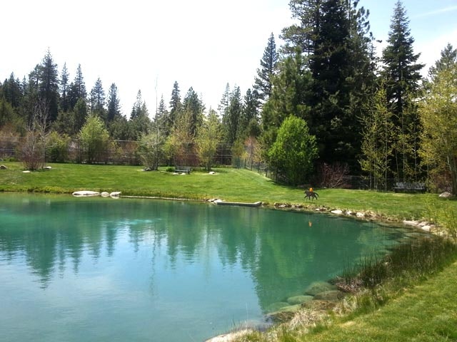 A tranquil pond surrounded by grass and trees, with a dog walking along the edge.