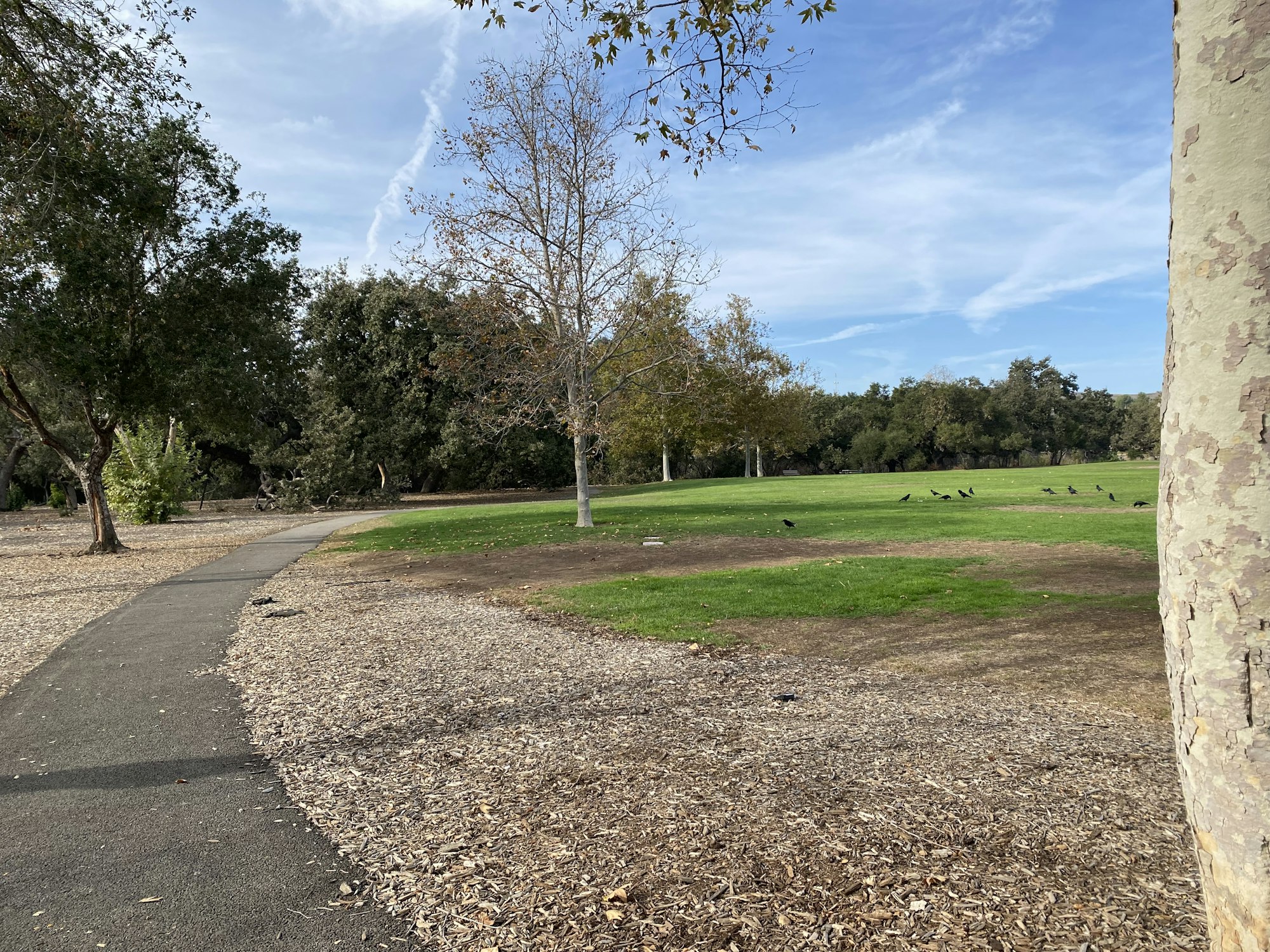 Path through a park with trees and a grassy area, scattered crows in the distance, and clear blue sky above.