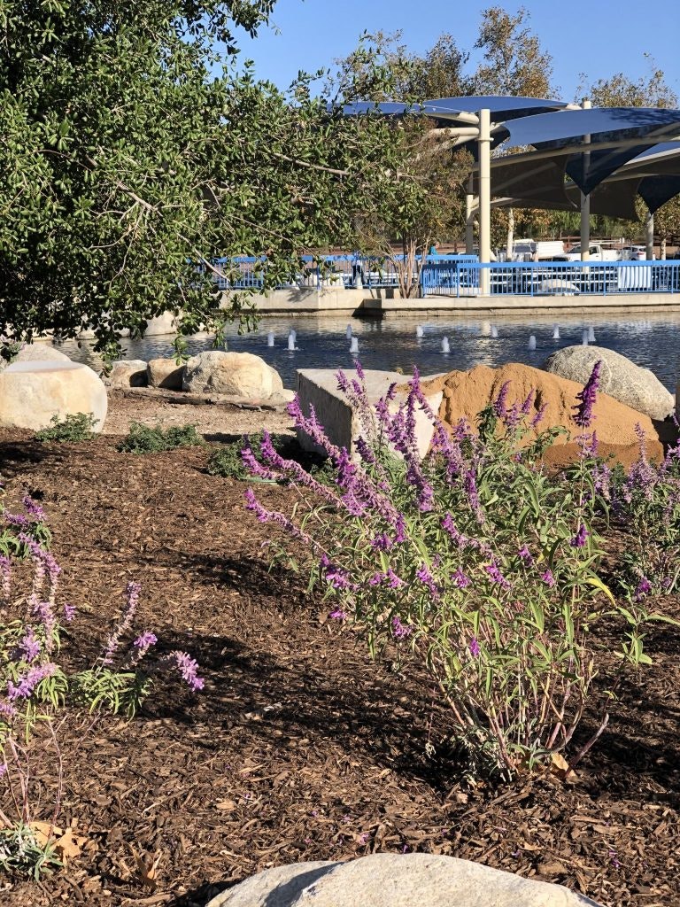 Purple flowers in a landscaped garden with rocks, mulch, trees, and a small pond with fountains. Blue structures in the background.
