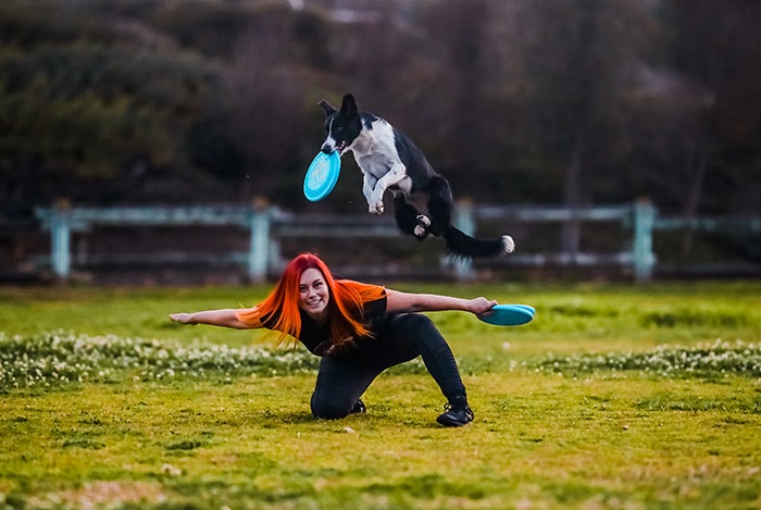 Person with a Frisbee crouches as a dog jumps over them, catching another Frisbee in mid-air.
