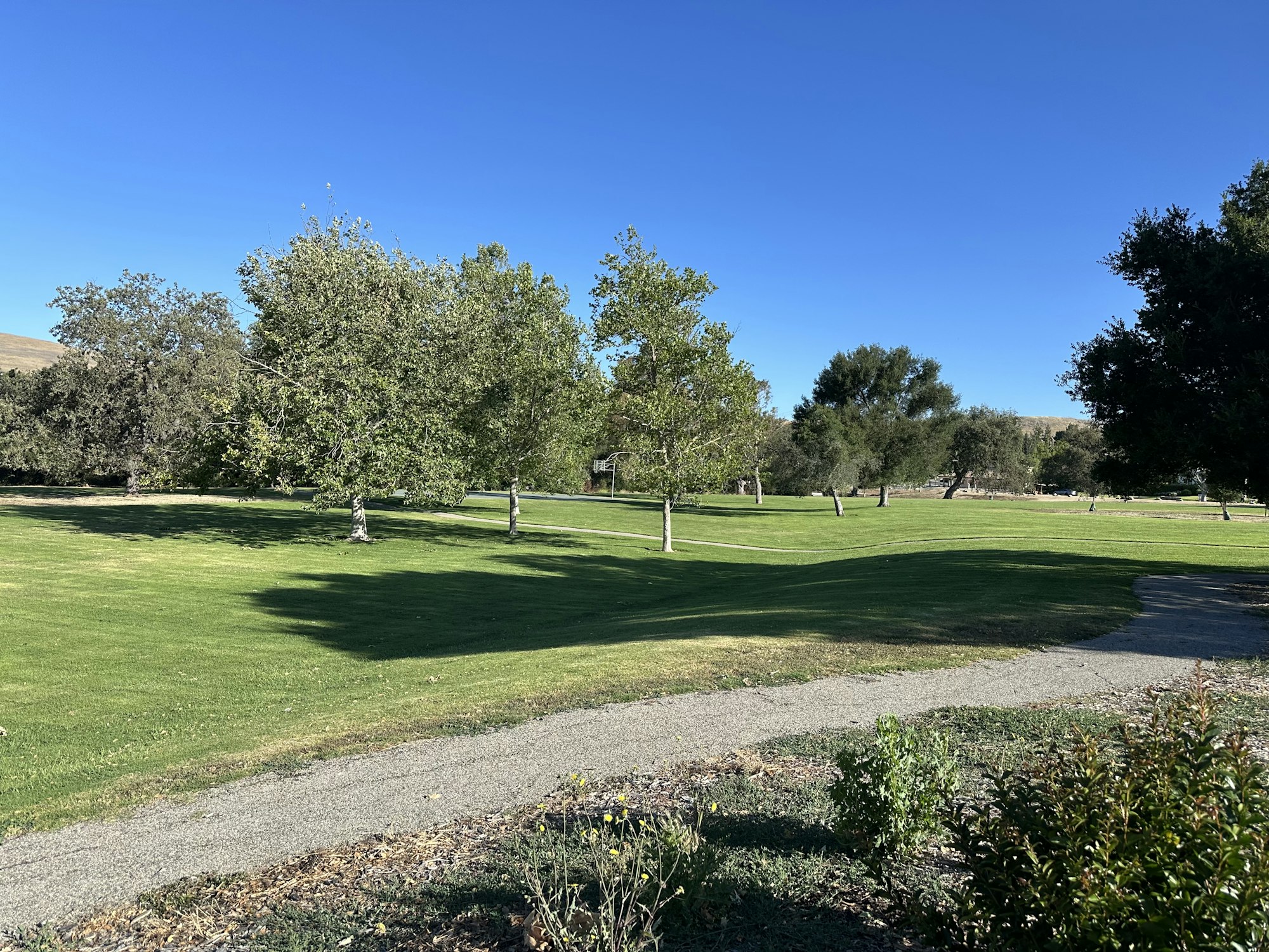 A sunny park scene with green grass, scattered trees, and a pathway winding through the landscape under a clear blue sky.