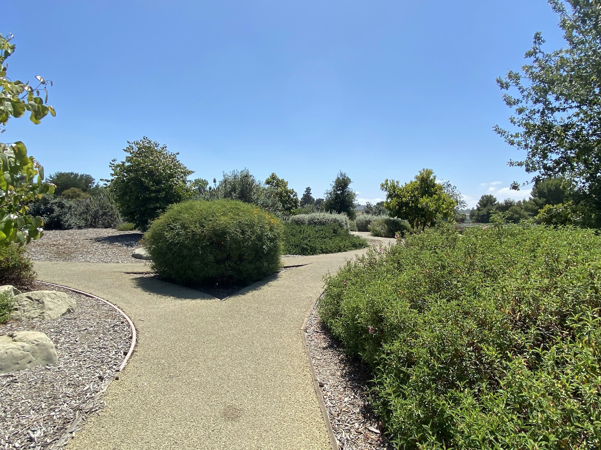 Path through a sunny garden with green shrubs and trees under a clear blue sky.