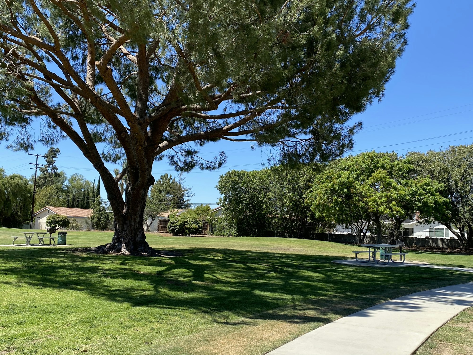A park scene with a large tree, grass, picnic tables, a curved walkway, and houses in the background under a blue sky.