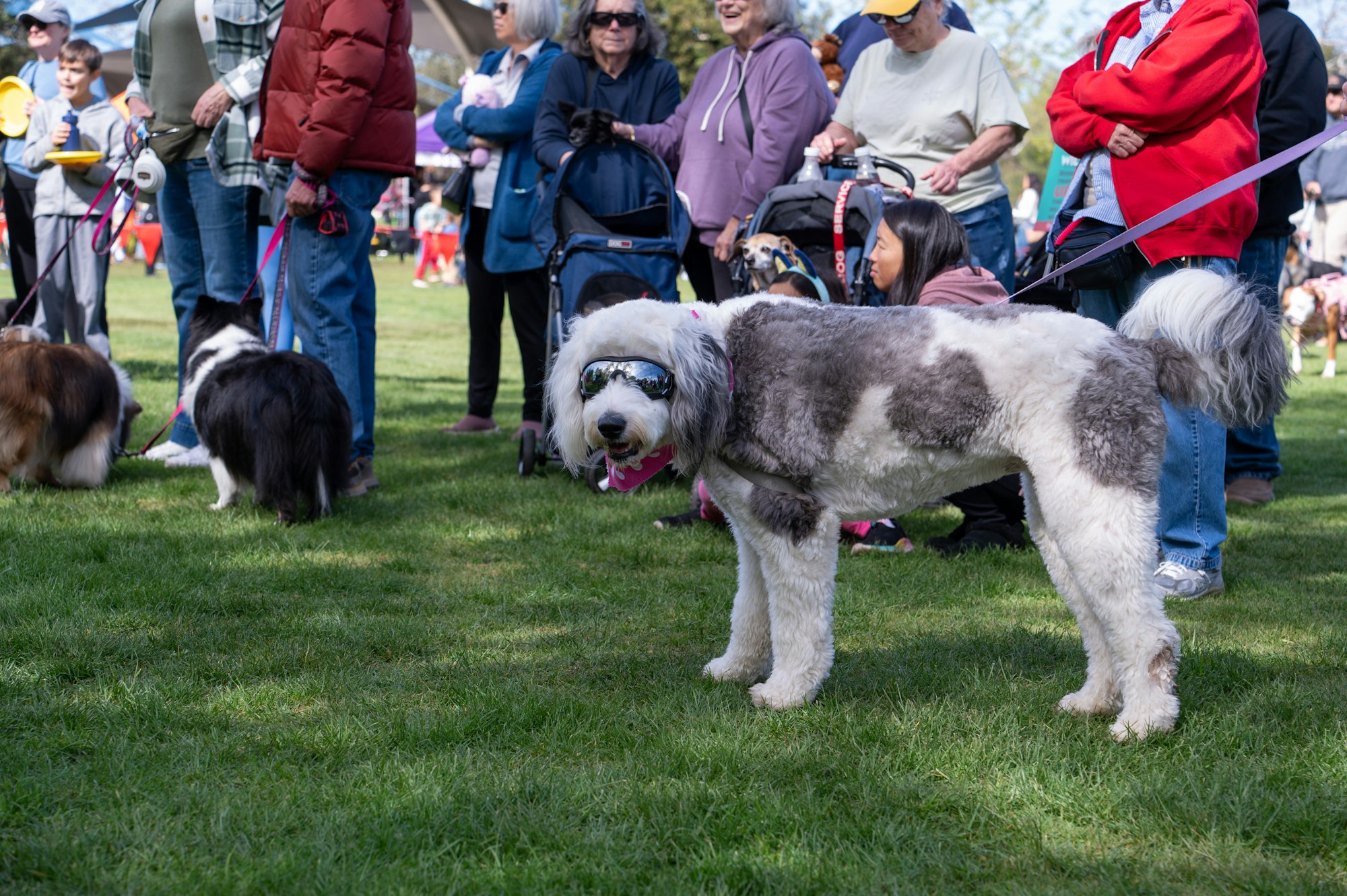 A dog wearing sunglasses stands in front of a crowd at an outdoor event, surrounded by people and other dogs.
