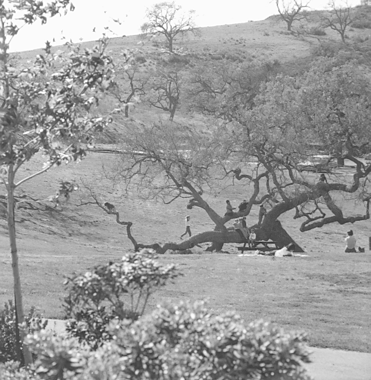 People outdoors around a sprawling tree in a park-like setting, some climbing the tree, with rolling hills in the background.