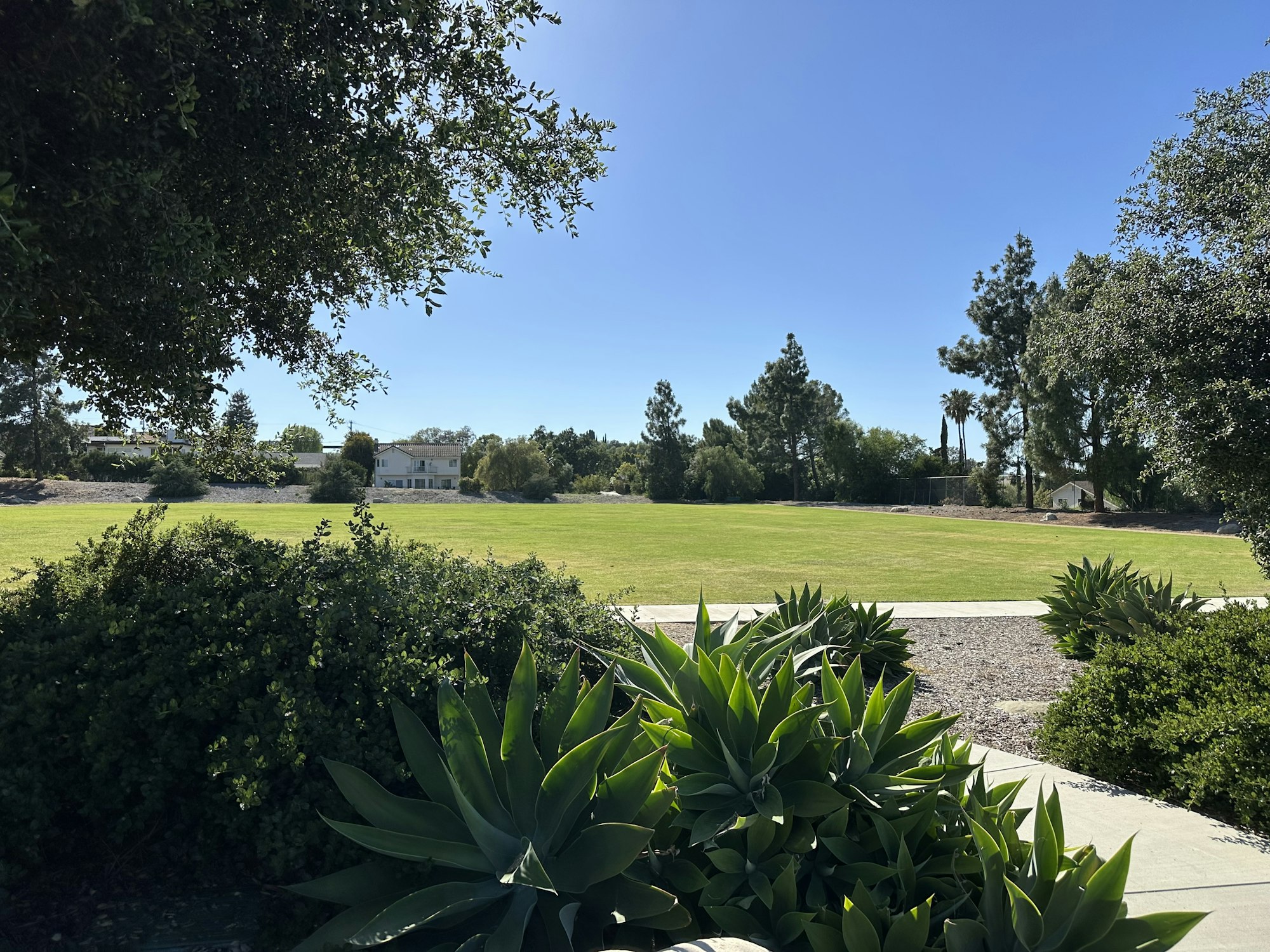 A sunny outdoor scene featuring a lawn, trees, shrubs, and a house in the background, under a clear blue sky.