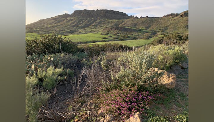A scenic landscape with green hills, rocky terrain, cactus, and wildflowers under a blue sky.