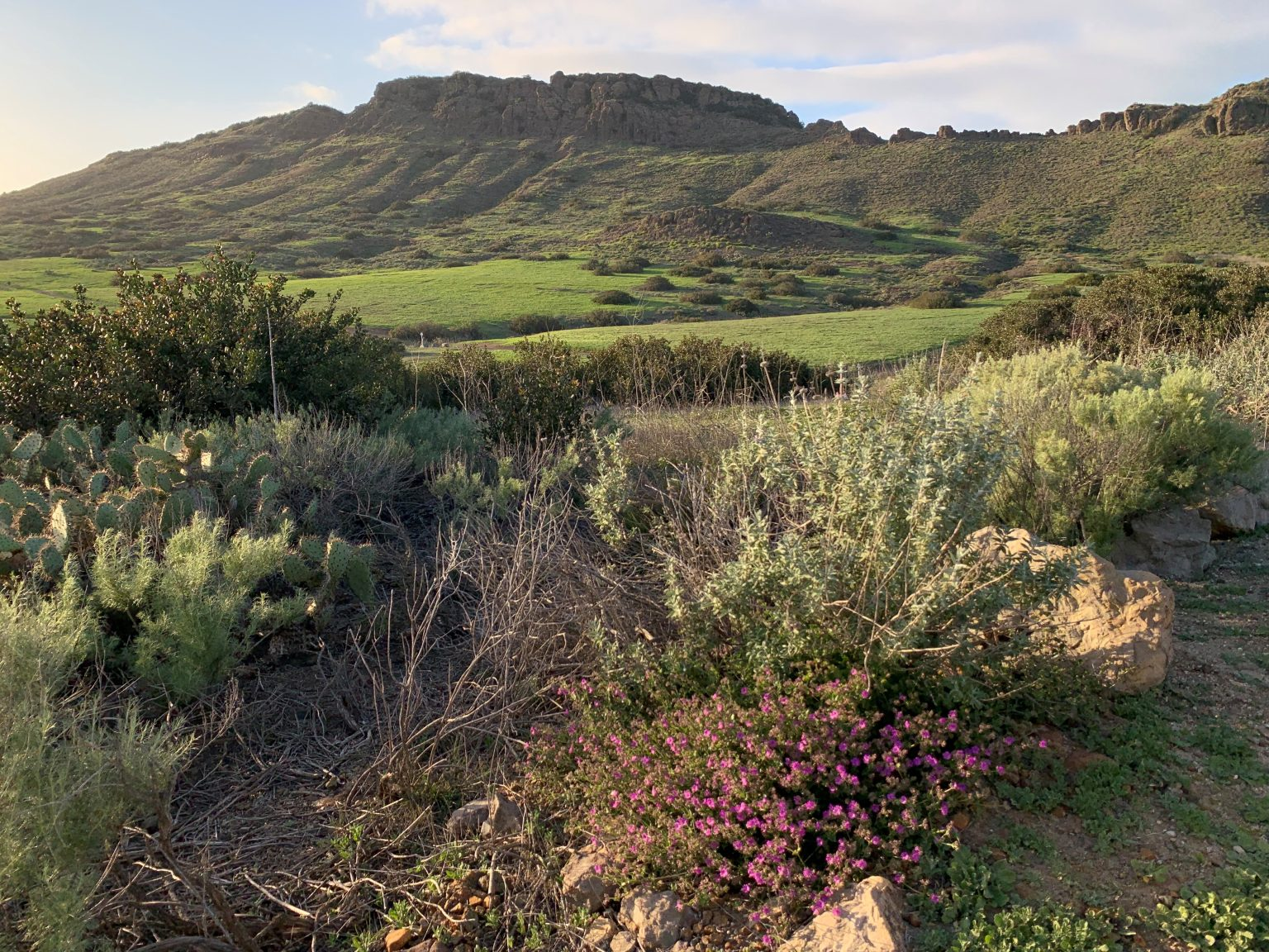 A scenic landscape with green hills, rocky terrain, cactus, and wildflowers under a blue sky.