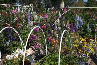 A colorful garden with a variety of flowers and white arches.