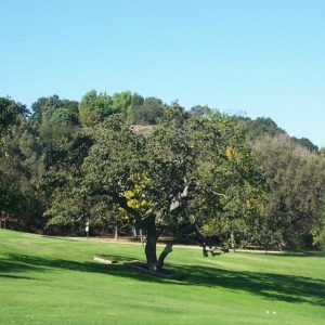A lone tree stands on a grassy field with forested hills in the background under a clear blue sky.