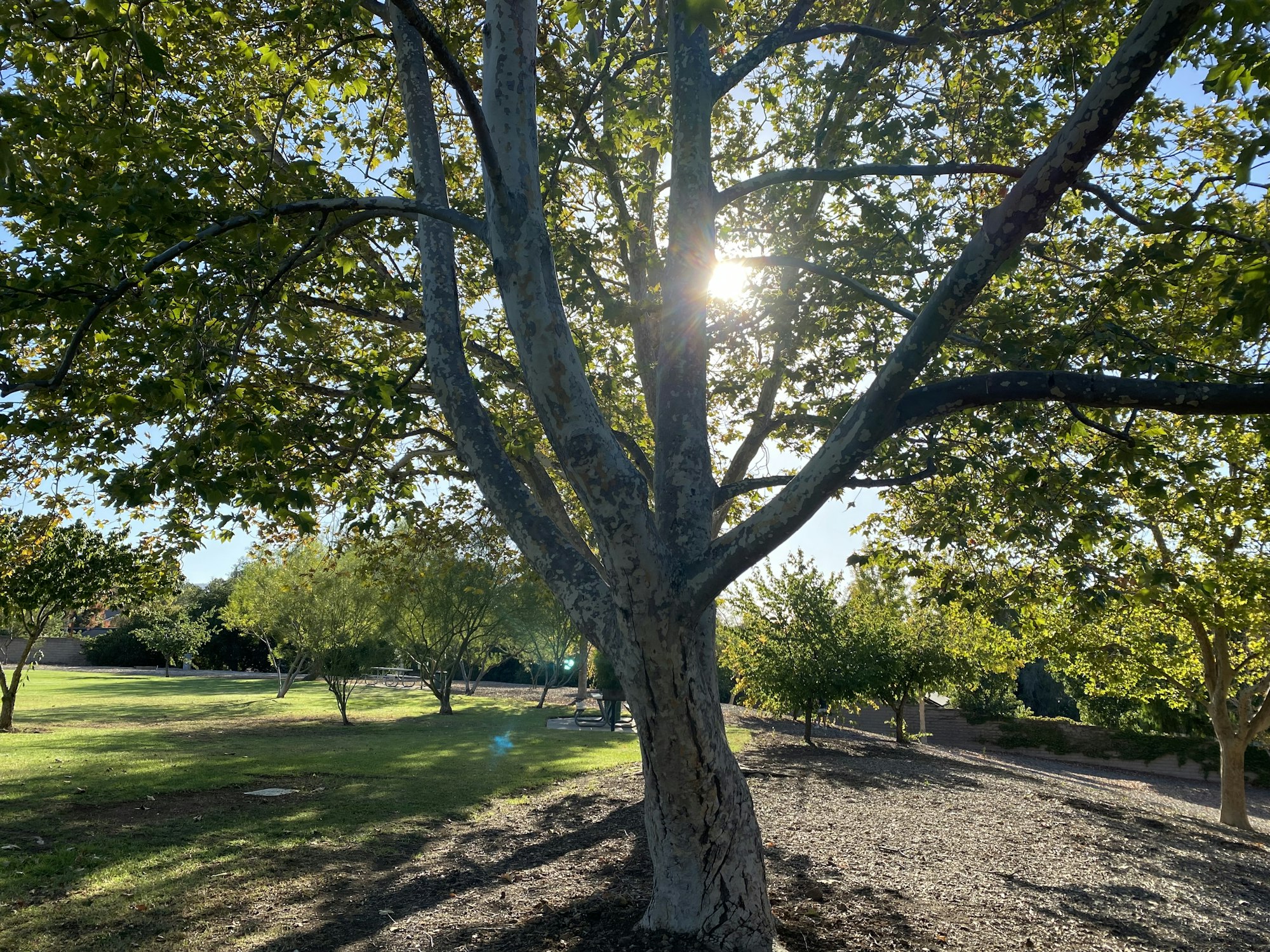 Sunlit park with a large tree in the foreground, surrounded by grass and smaller trees.
