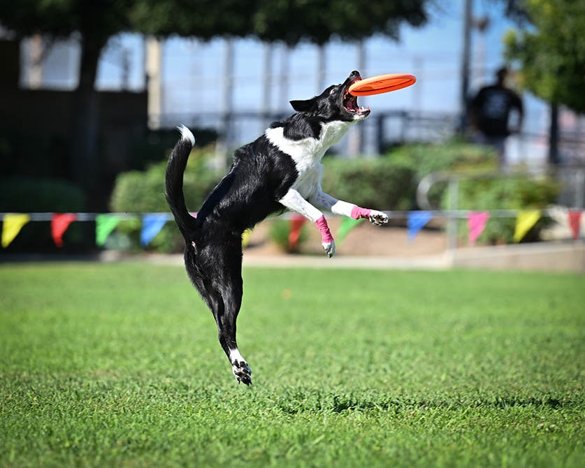 A black and white dog jumps in a field to catch an orange frisbee.