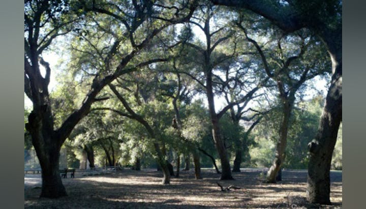 A serene park scene with large, arching trees casting shade over a wooded area and a path.