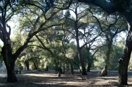 A serene park scene with large, arching trees casting shade over a wooded area and a path.