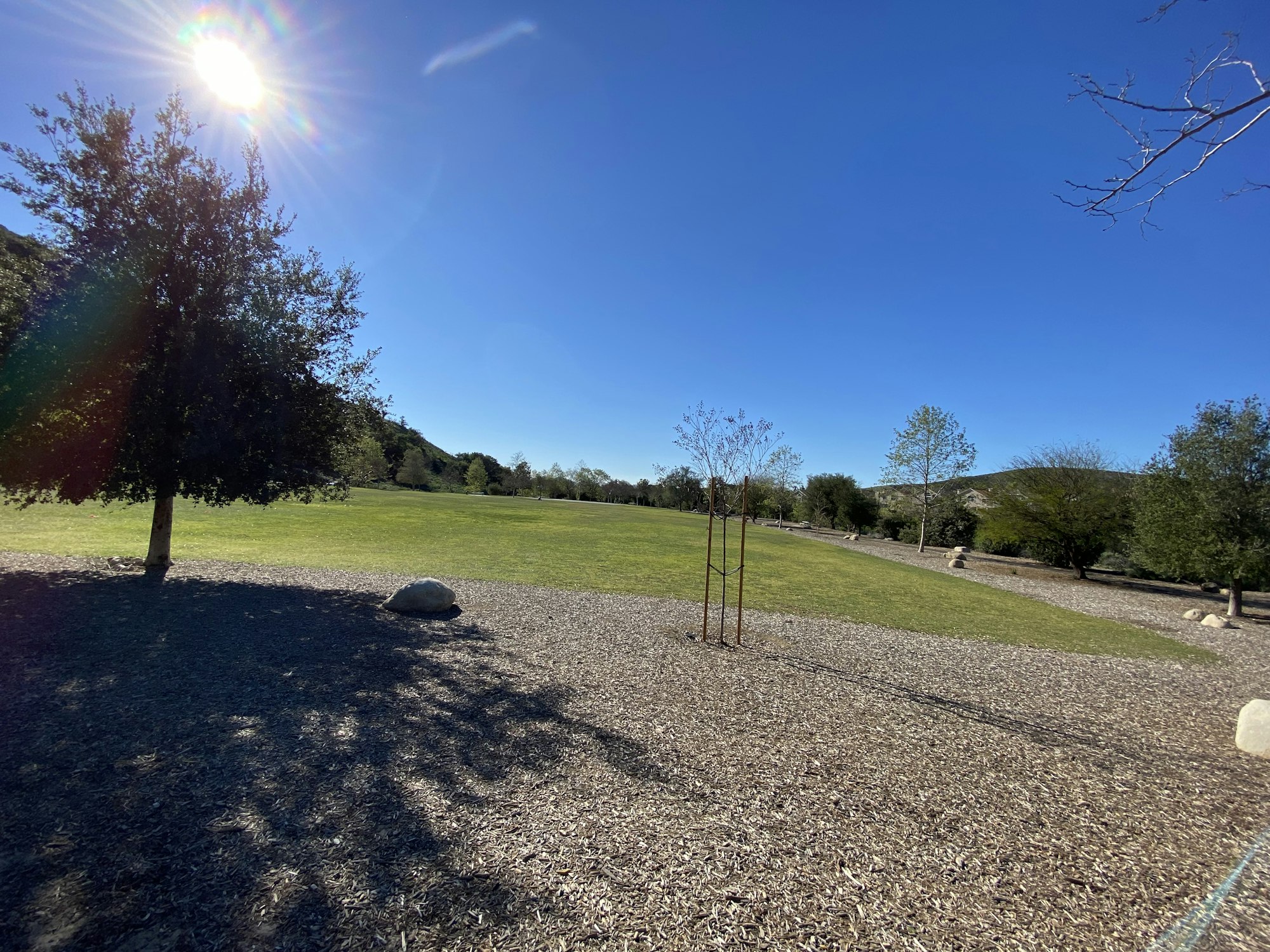 Sunny park landscape with trees, grass, and a clear blue sky.