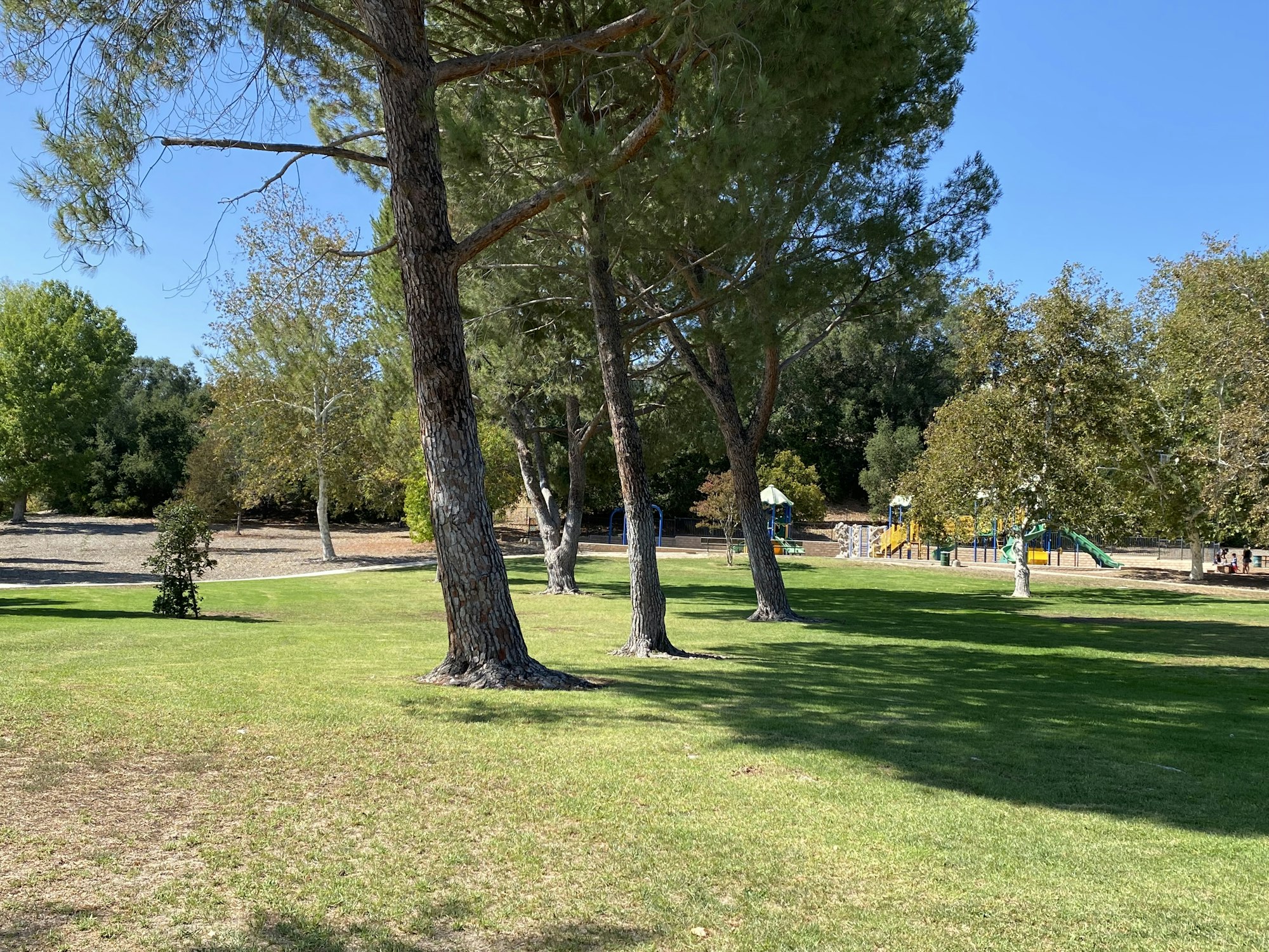 Park with trees, green grass, and a colorful playground in the background under a clear blue sky.
