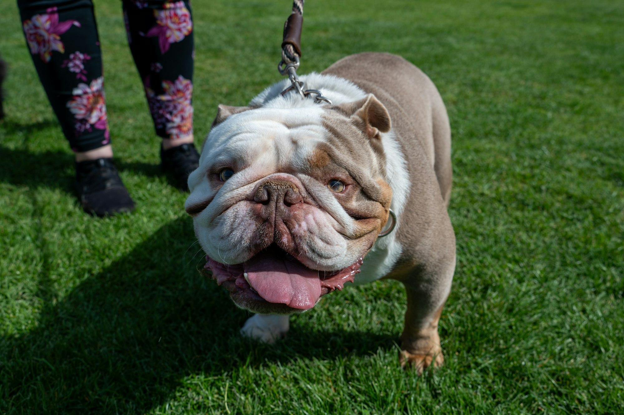 A happy bulldog with a playful expression stands on green grass, leashed and ready for a walk, with floral patterned leggings nearby.