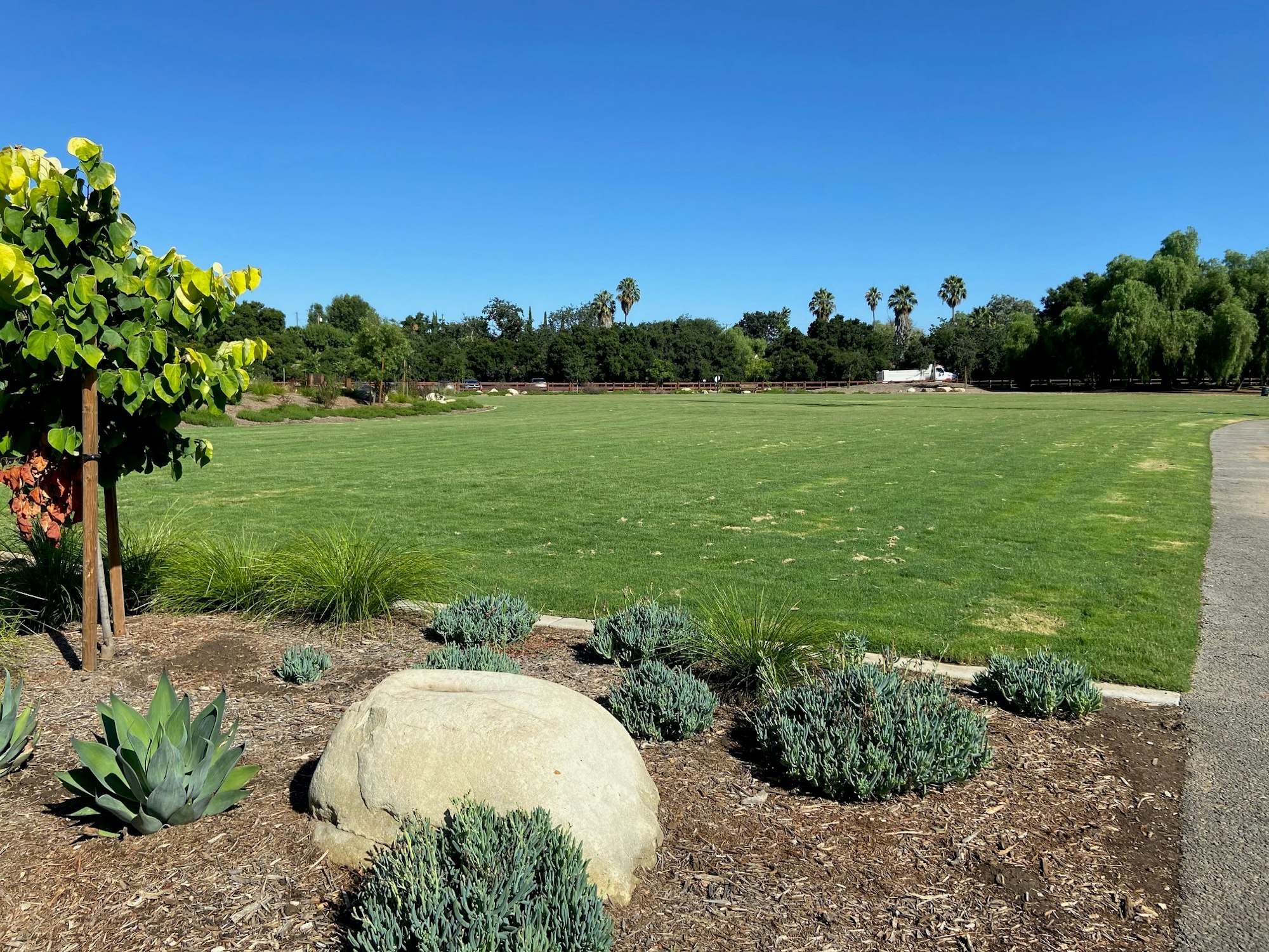 A grassy field with a tree, rocks, and plants under a clear blue sky.