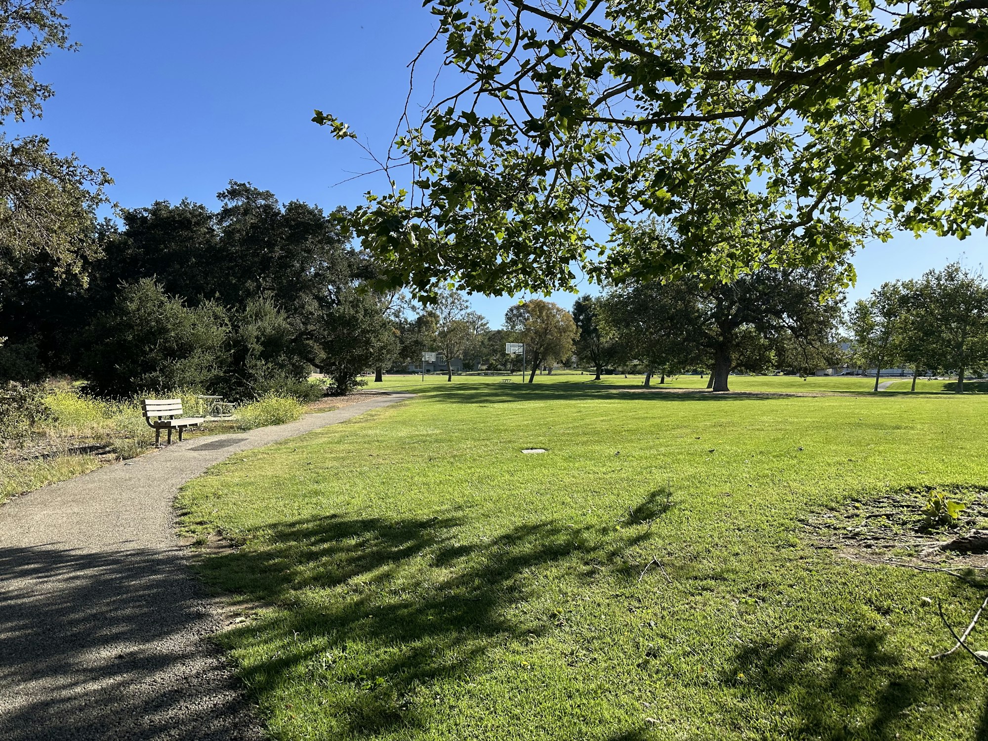 A sunny park scene with a winding path, a bench, and trees on a grassy area. Clear blue sky sets a peaceful atmosphere.