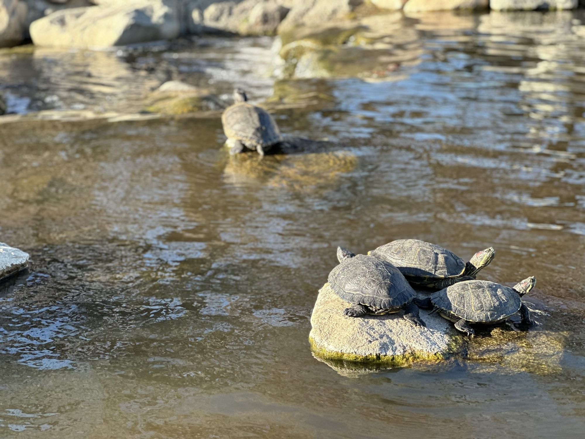 Three turtles basking on a rock in a pond, with another turtle swimming in the background.