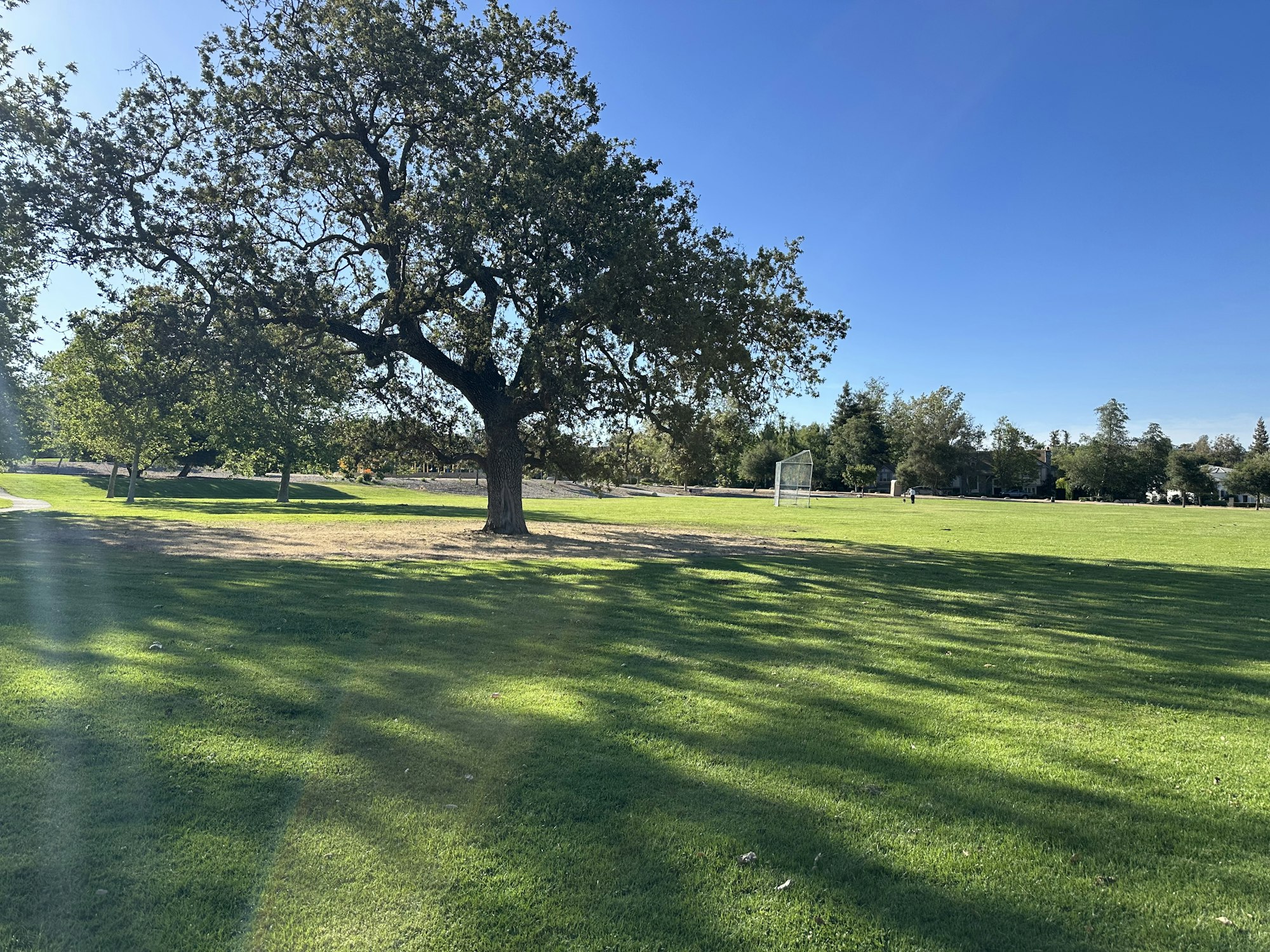 A sunny park scene featuring a large tree, green grass, and a soccer goal in the background. Clear blue sky above.