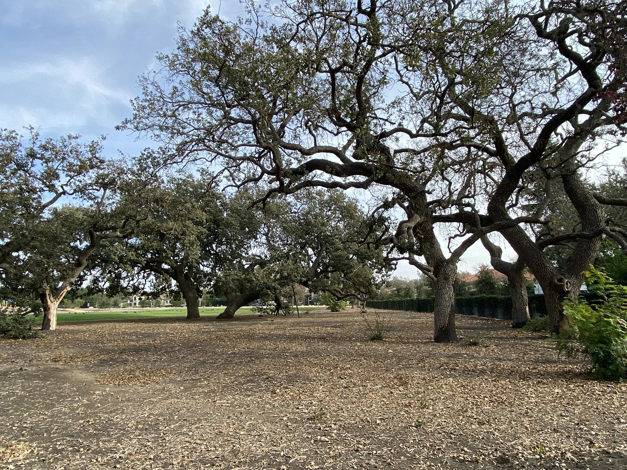 Trees with twisted branches in a park, surrounded by dry leaves on the ground.