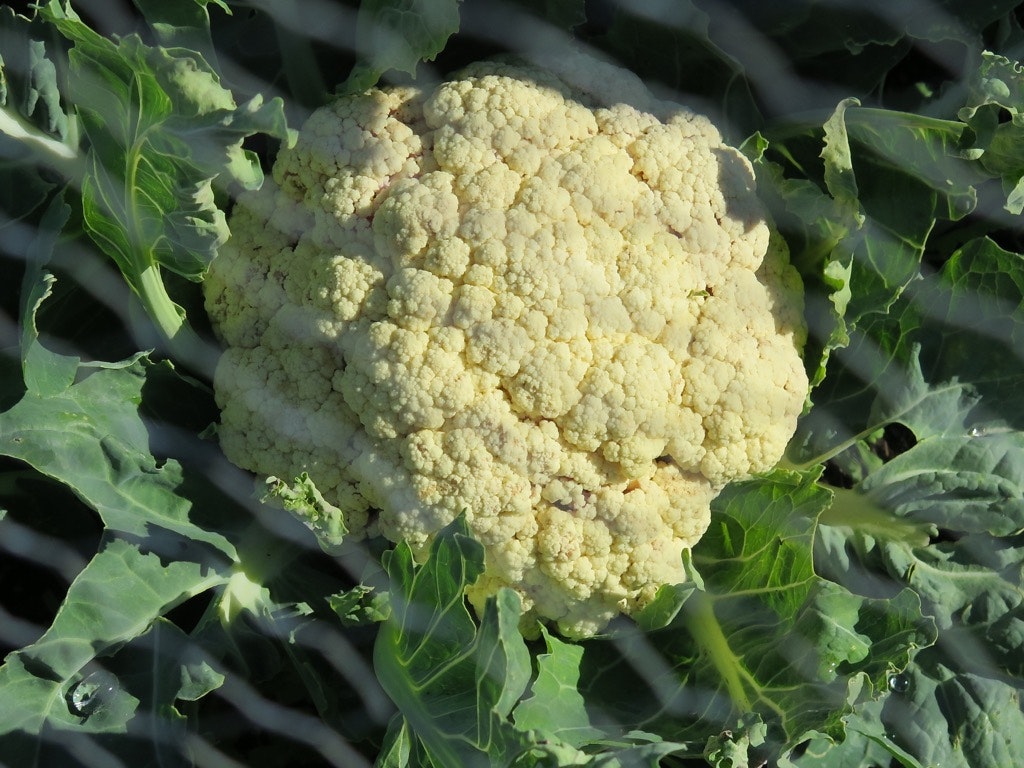 Cauliflower growing in a garden, surrounded by green leaves and partially covered by netting.
