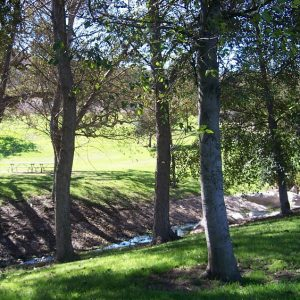 Trees casting shadows on grass with a picnic table in the background.