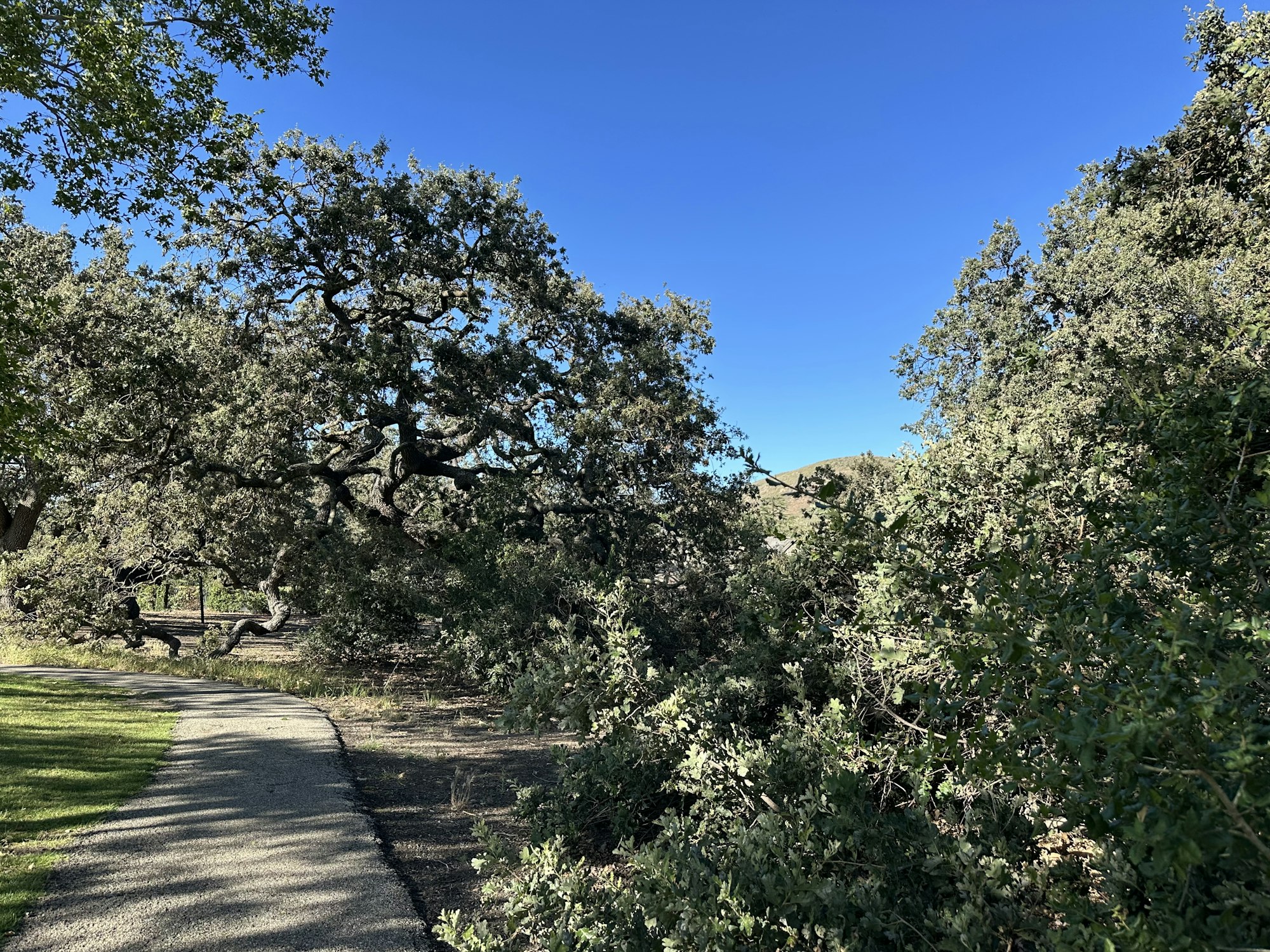 A winding path through a lush landscape with twisty trees under a clear blue sky. Nature's tranquility on display.