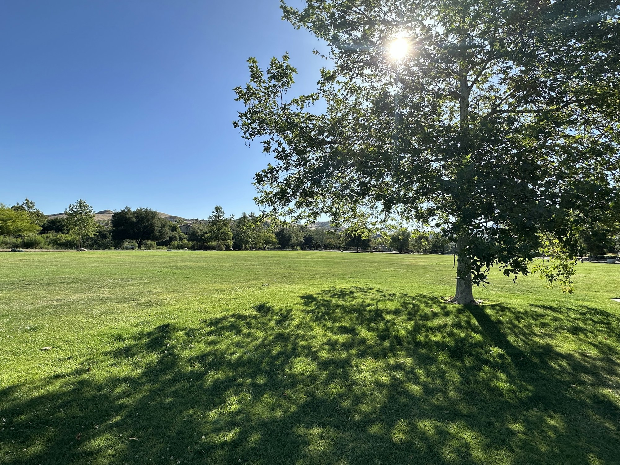 A sunny park scene featuring a large green lawn, a tree casting shadows, and a clear blue sky.