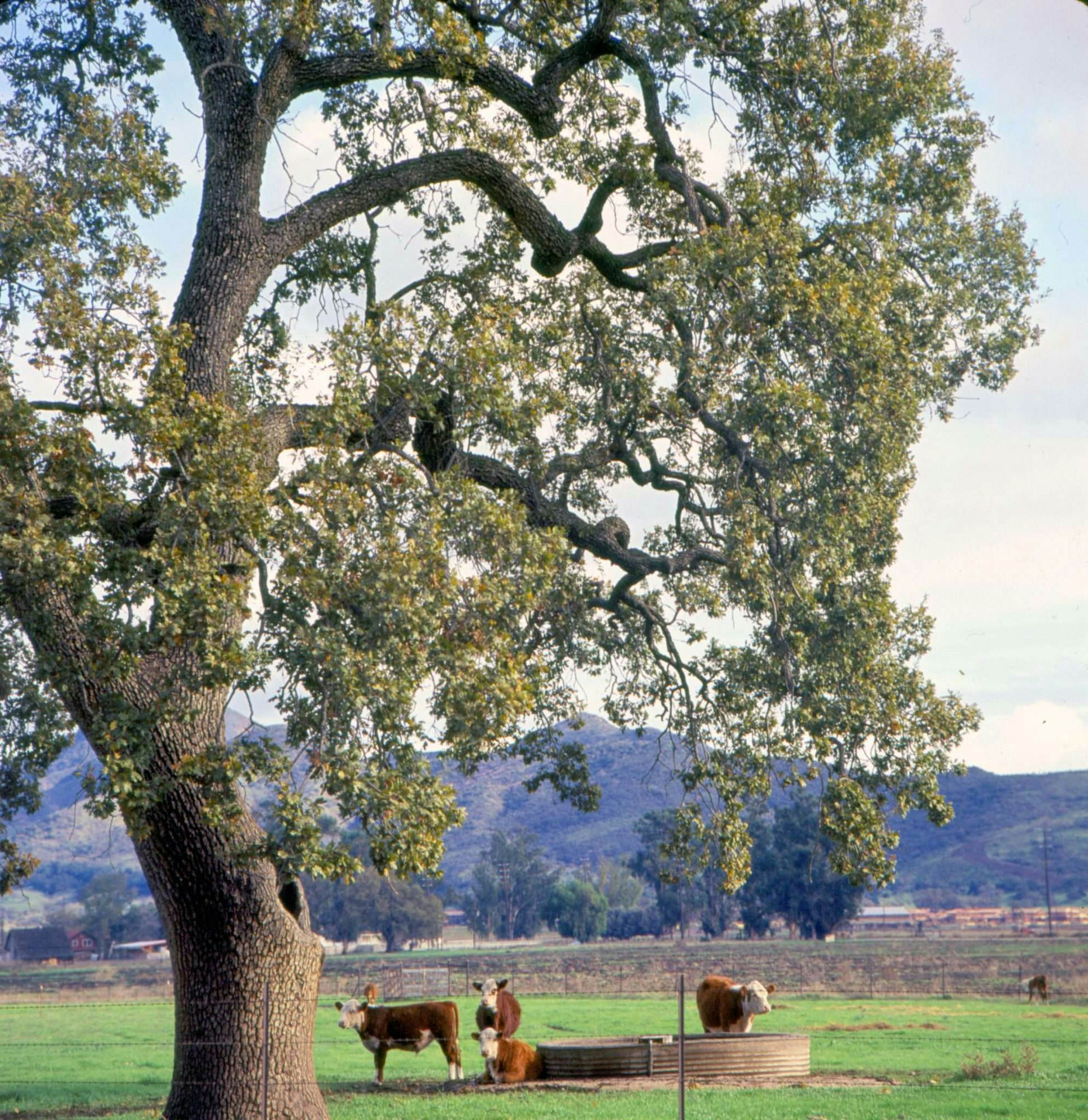 A large tree in a field with cows resting near a water trough, hills in the background.