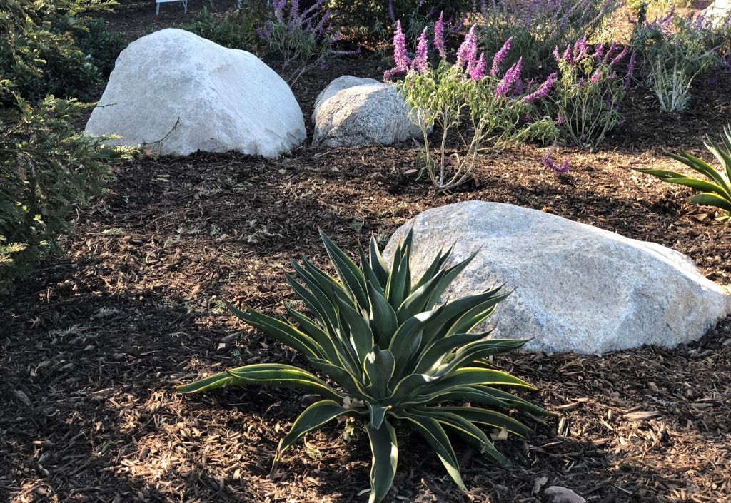 Succulents, large rocks, and purple flowers in a mulch-covered garden.