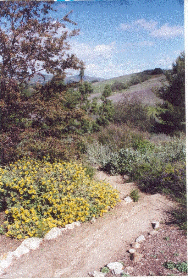 A dirt path lined with rocks, surrounded by yellow flowers, shrubs, and trees under a blue sky with white clouds.