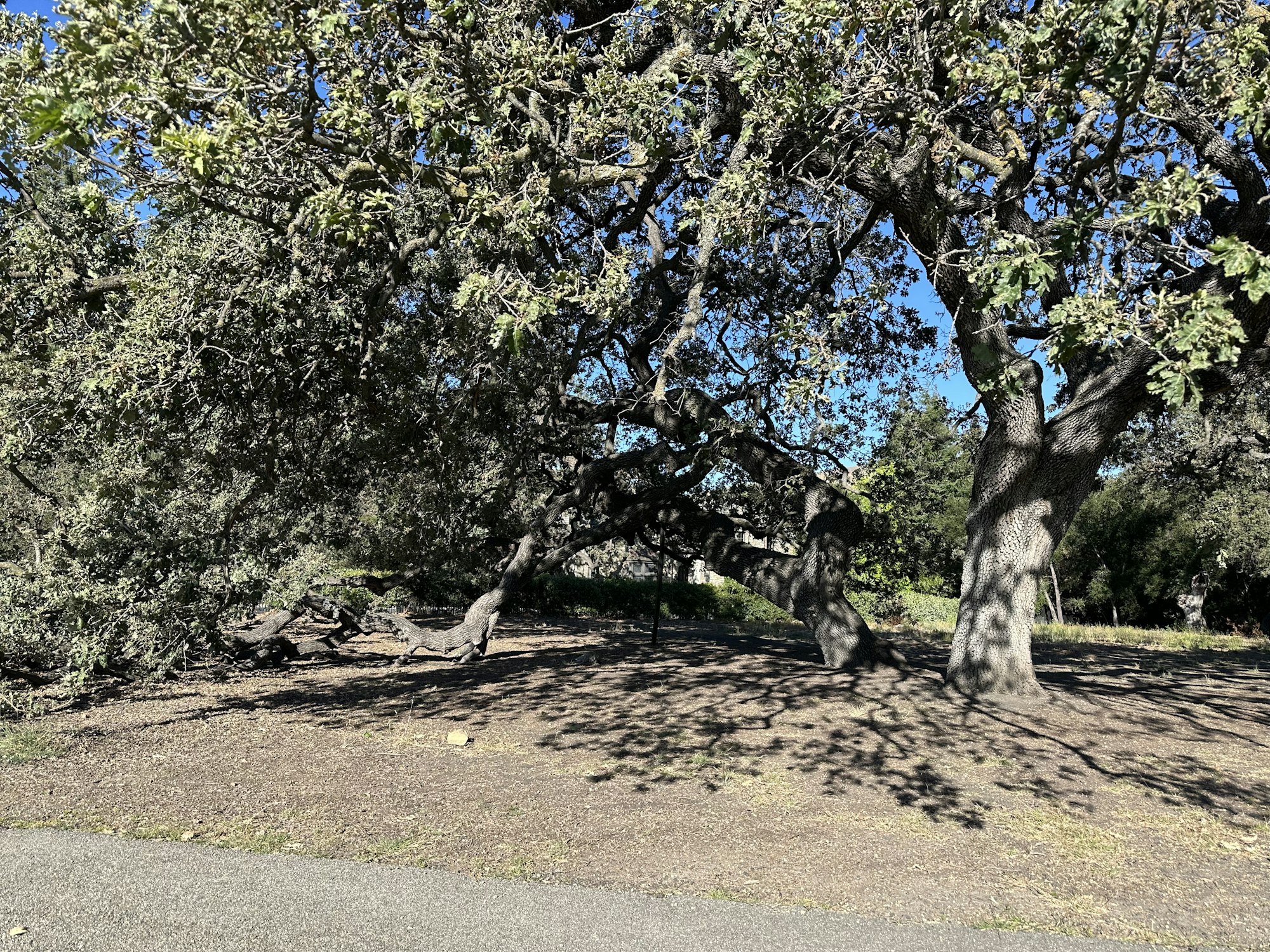 A large tree with sprawling branches and green leaves, casting shadows on the ground, in a sunny outdoor setting.