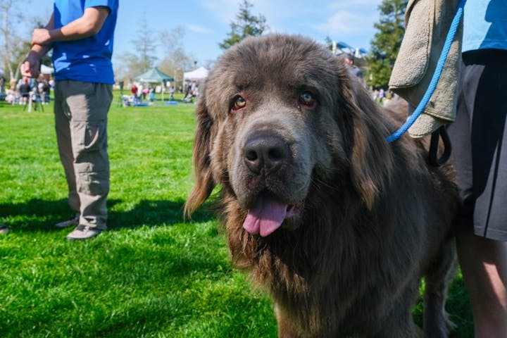Large fluffy dog on grass, tongue out, people and tents in the background on a sunny day.