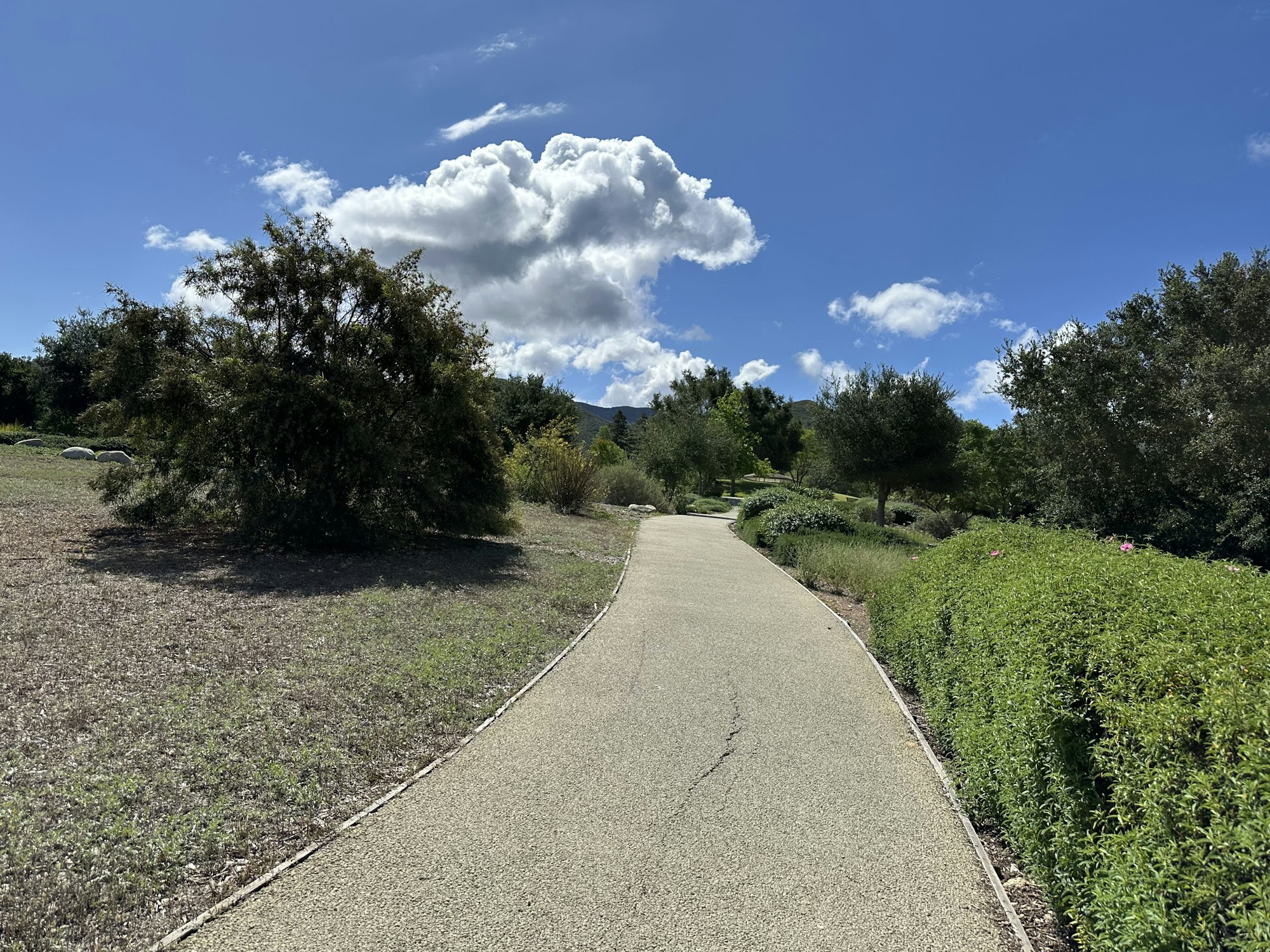 A winding pathway through greenery under a bright blue sky with clouds, bordered by trees and shrubs.