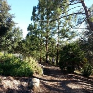A sunlit forest path surrounded by trees and greenery.