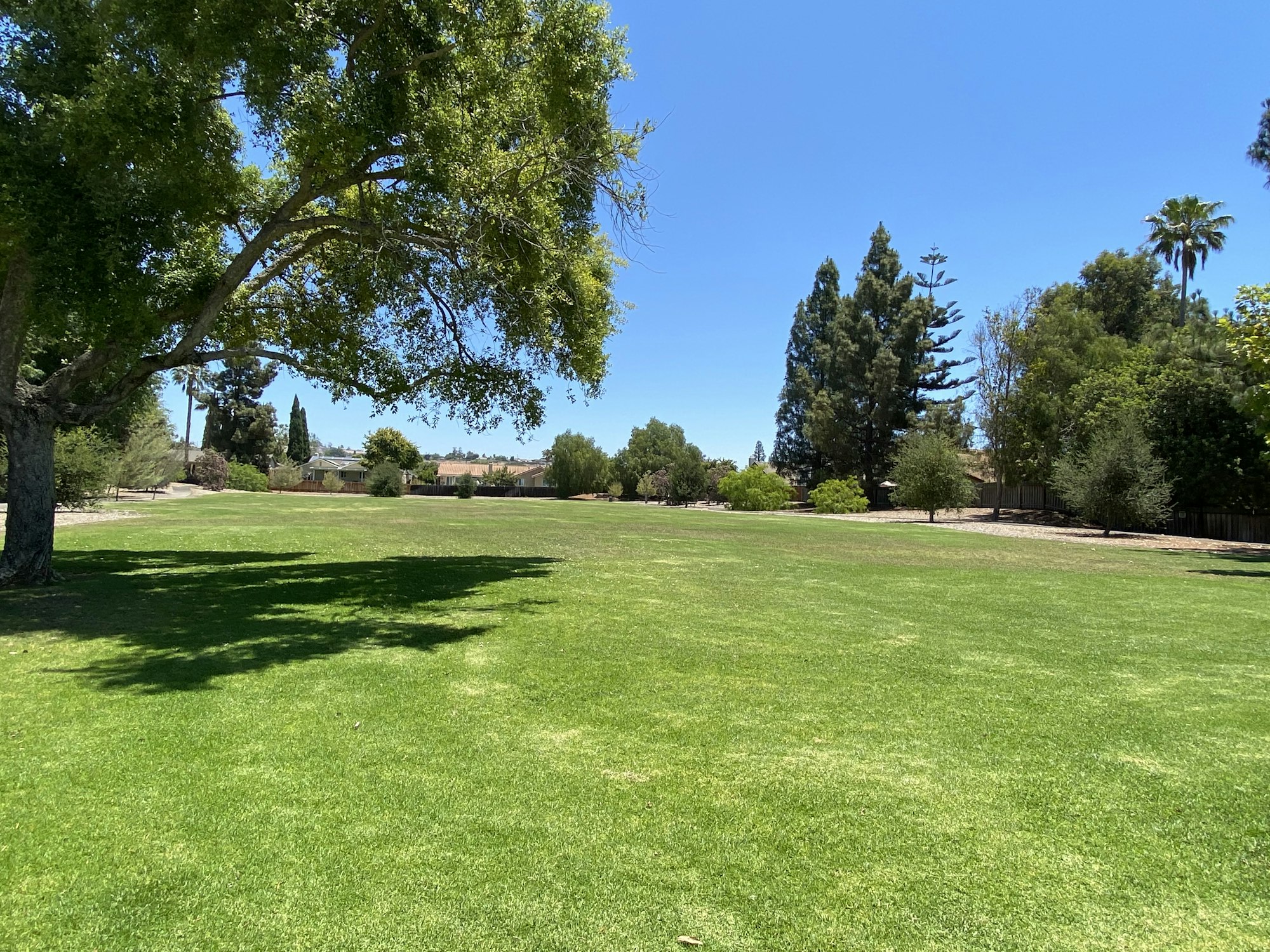 Sunny park with lush green grass, scattered trees, and houses in the background under a clear blue sky.