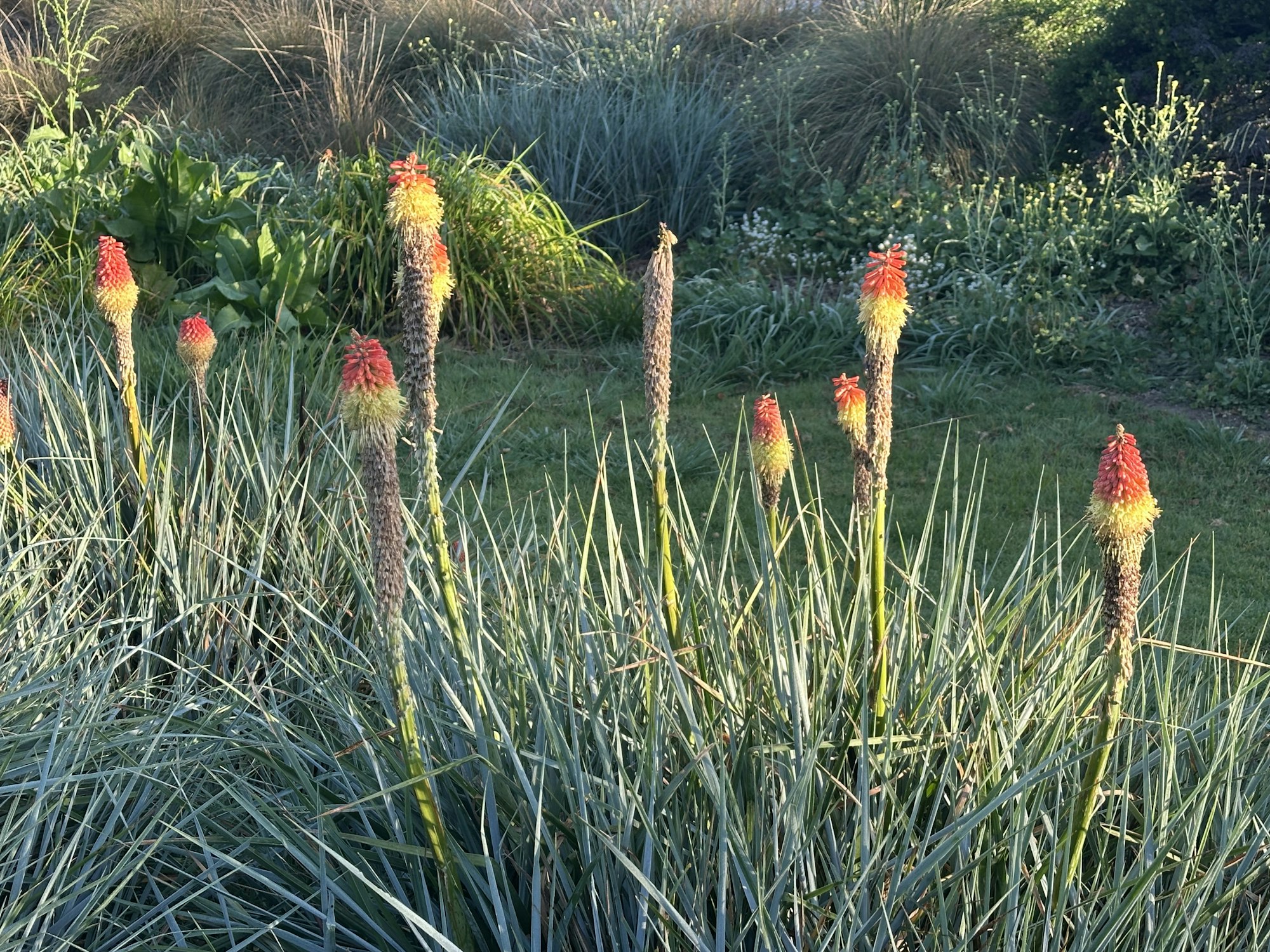 A cluster of vibrant red and yellow flowering plants surrounded by greenery, showcasing a colorful garden scene.