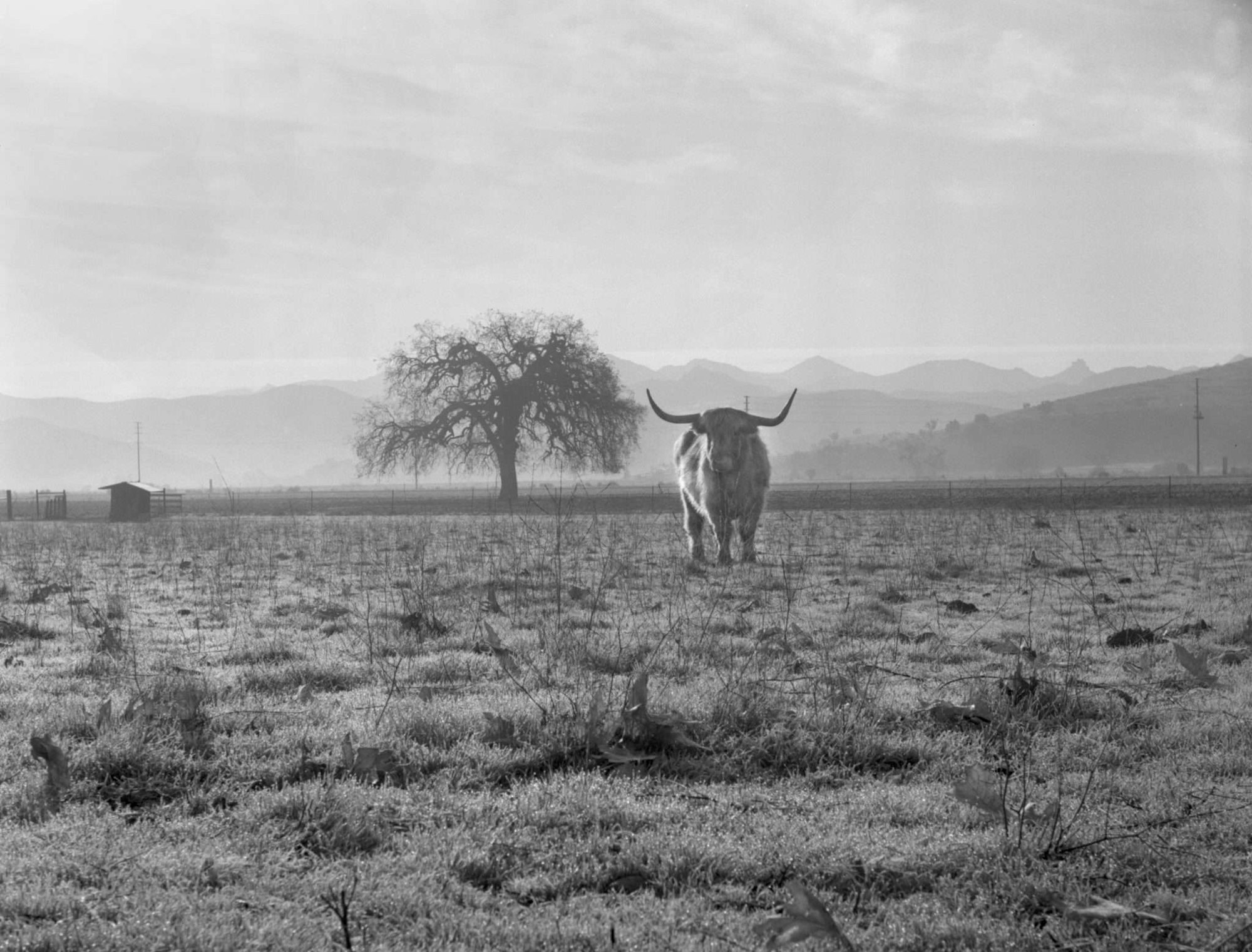 A longhorn cow stands in a frosty field, with a lone tree, mountains, and a small shed in the background.