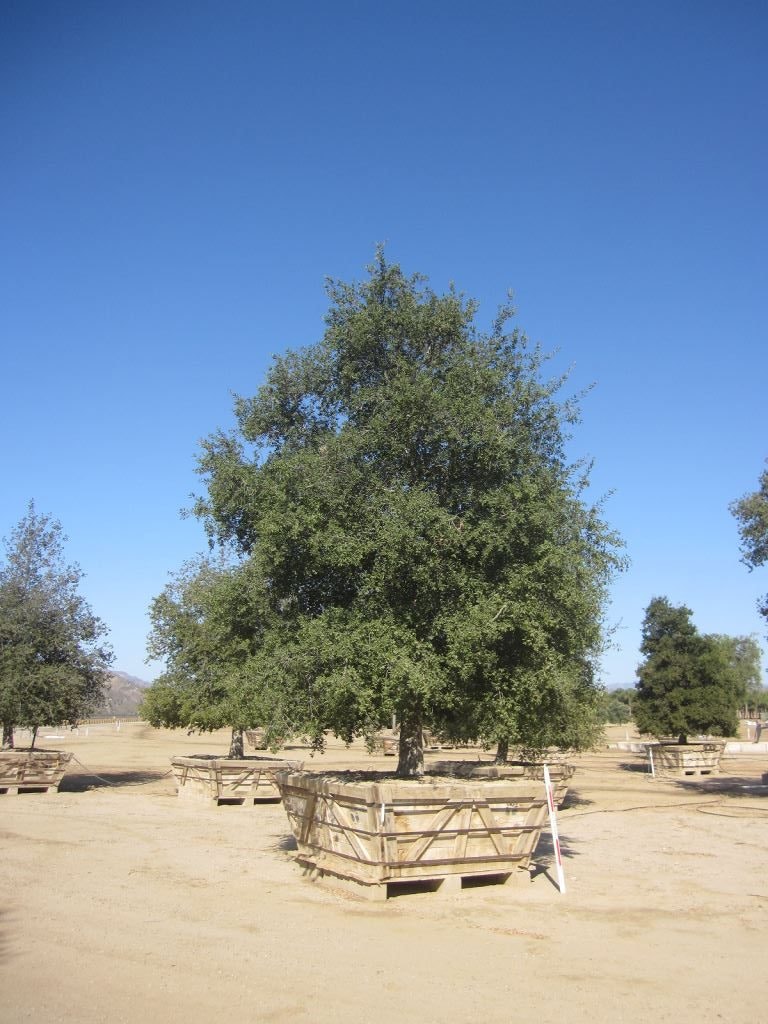 A large tree in a wooden planter box on sandy ground, with a clear blue sky background.