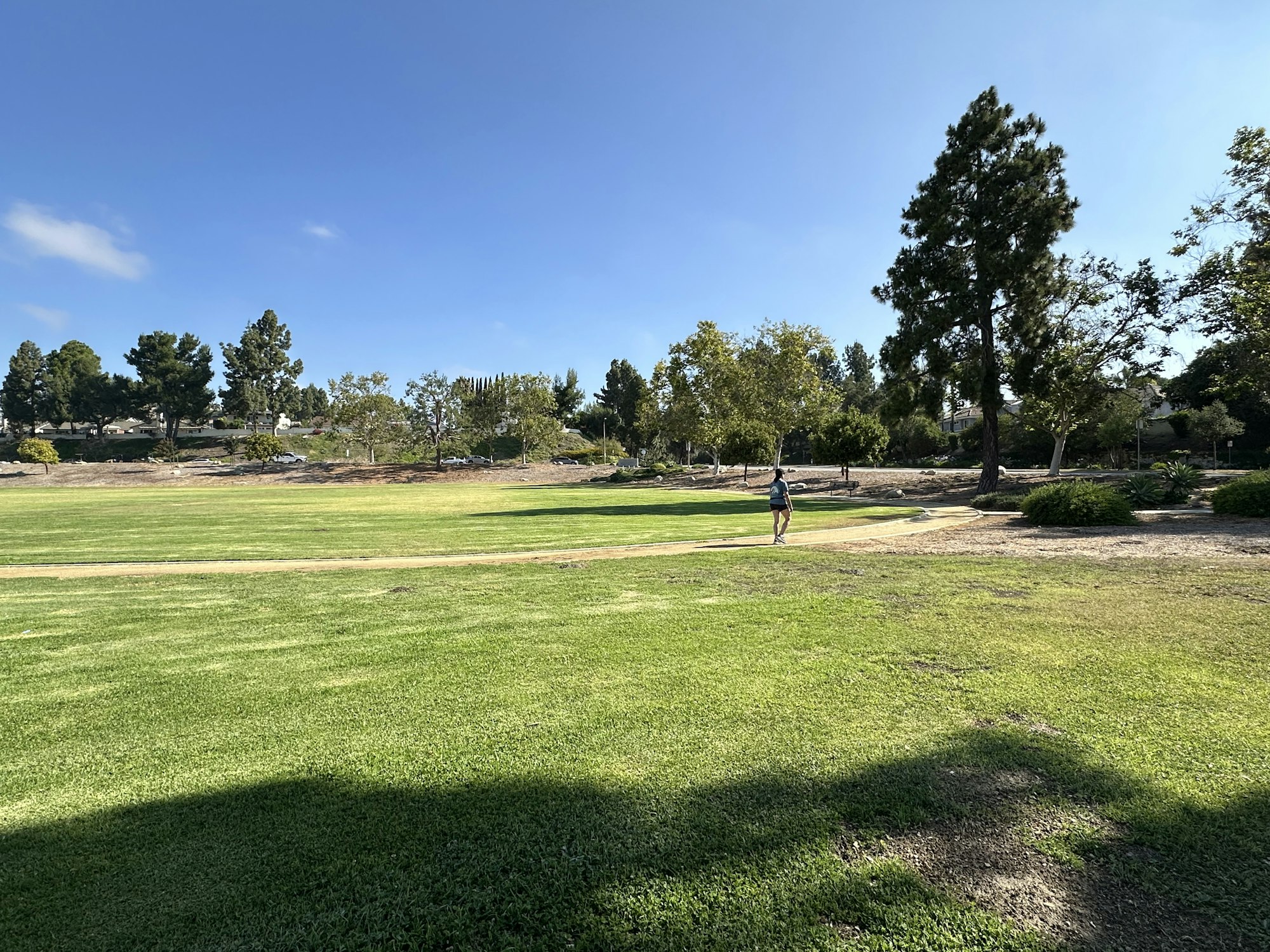 A person walks in a sunny park with green grass and scattered trees under a clear blue sky.