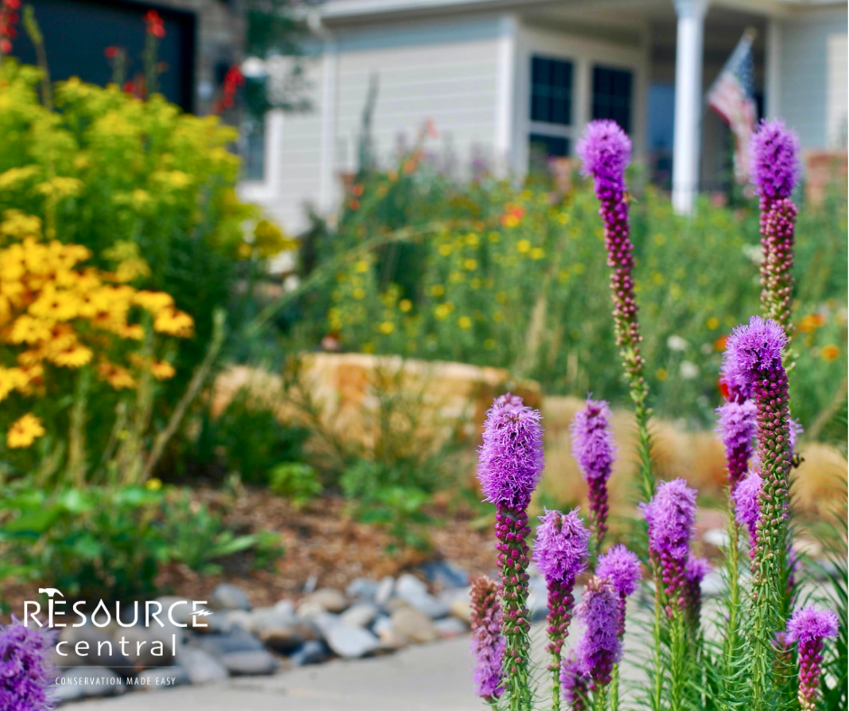 The image features vibrant purple and yellow flowers in a garden, with a house and American flag in the background.