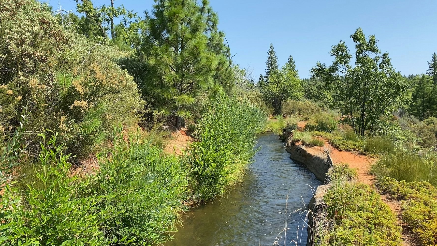 A narrow stream flows through lush greenery and trees under a clear blue sky.