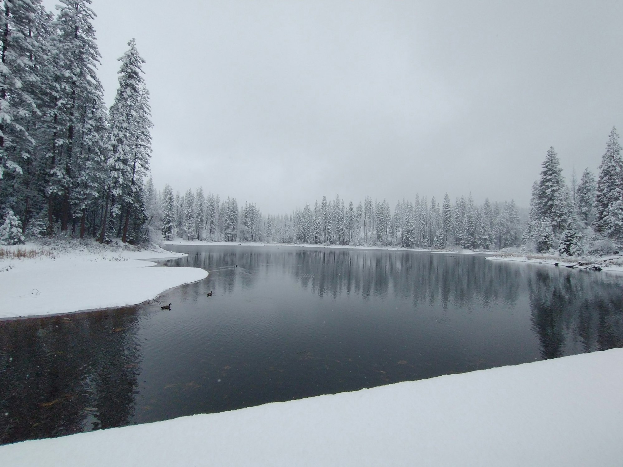 A snowy landscape with a forest, a calm lake, and ducks on the water under a gray sky.